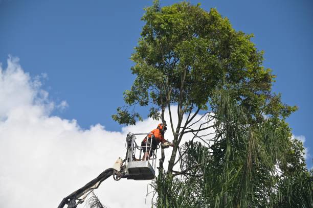 Best Hedge Trimming  in Oak Grove, TN