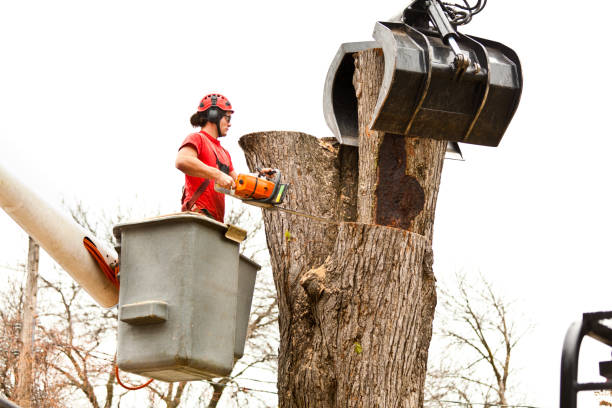 Best Fruit Tree Pruning  in Oak Grove, TN