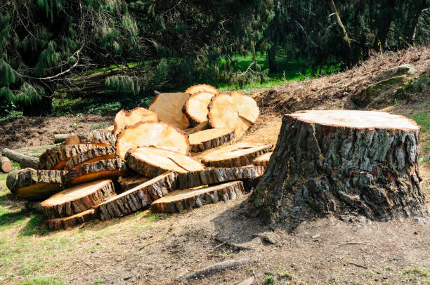 Reliable Oak Grove, TN Tree Removal Services Solutions